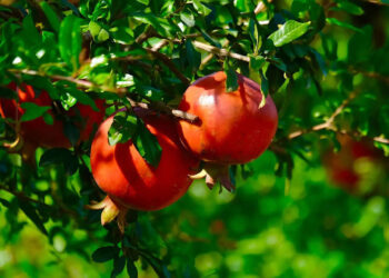 ബെംഗളൂരുവില്‍-‘മാതള-ഫാം-ടൂറിസ’ത്തിന്-തുടക്കം-;-നേരിട്ട്-പറിച്ചുതിന്നാമെന്നത്-മാത്രമല്ല-നേട്ടം