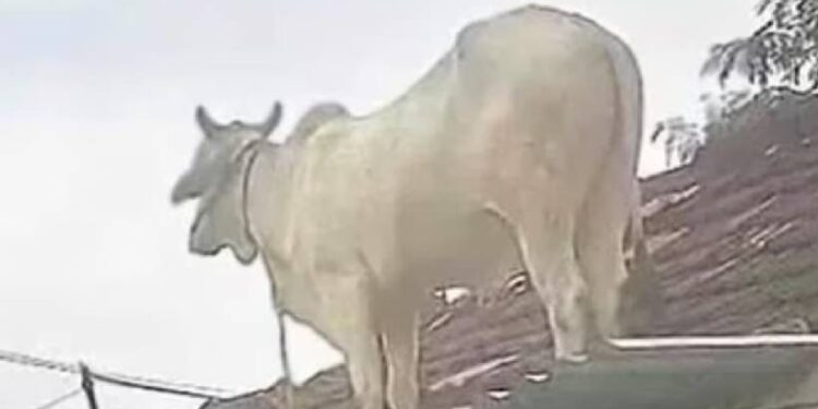 തെരുവ്-നായകളുടെ-ആക്രമണത്തിൽ-നിന്ന്-വീടിൻ്റെ-മുകളിൽ-കയറി-രക്ഷപ്പെടാൻ-ശ്രമിച്ച്-കാള