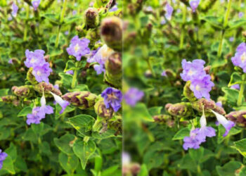 നീ​ല​ഗി​രി​യി​ൽ-വി​രി​യു​ന്ന-കു​റി​ഞ്ഞിപ്പൂക്ക​ൾ