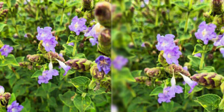 നീ​ല​ഗി​രി​യി​ൽ-വി​രി​യു​ന്ന-കു​റി​ഞ്ഞിപ്പൂക്ക​ൾ