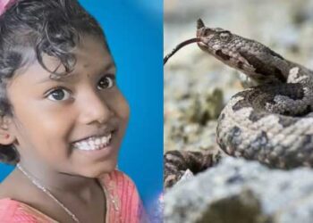 രണ്ടുതവണ-ഹോസ്പിറ്റലിൽ-കൊണ്ടുപോയിട്ടും-അസുഖം-തിരിച്ചറിഞ്ഞില്ല!!-തിരിച്ചറിഞ്ഞപ്പോഴേക്കും-വൈകി,-വിഷം-വൃക്കയിലേക്കും-വ്യാപിച്ചു,-ആറുവയസുകാരി-അണലിയുടെ-കടിയേറ്റ്-മരിച്ചു