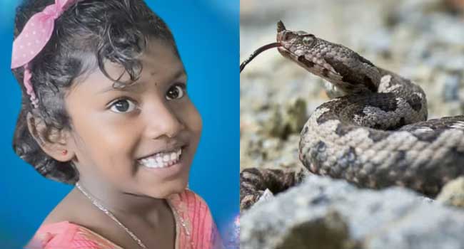 രണ്ടുതവണ-ഹോസ്പിറ്റലിൽ-കൊണ്ടുപോയിട്ടും-അസുഖം-തിരിച്ചറിഞ്ഞില്ല!!-തിരിച്ചറിഞ്ഞപ്പോഴേക്കും-വൈകി,-വിഷം-വൃക്കയിലേക്കും-വ്യാപിച്ചു,-ആറുവയസുകാരി-അണലിയുടെ-കടിയേറ്റ്-മരിച്ചു