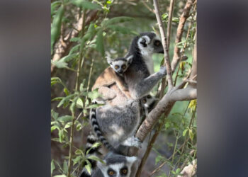 പു​തി​യ-കാ​ഴ്ച​ക​ളു​മാ​യി-ഷാ​ർ​ജ-സ​ഫാ​രി-തു​റ​ന്നു