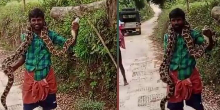 വനപാലകർ-എത്തുംമുമ്പേ-‘ഹീറോ’യായി-യുവാവ്;-കൂറ്റൻ-മലമ്പാമ്പിനെ-കഴുത്തിലിട്ട്-നാട്ടുകാരുടെ-മുന്നിൽ-അഭ്യാസം