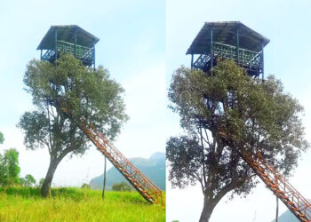 വനത്തിനുള്ളിലെ-എൻജിനീയറിങ്​-വിസ്​മയം