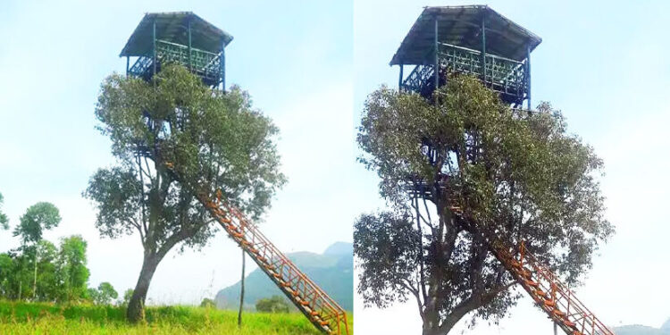 വനത്തിനുള്ളിലെ-എൻജിനീയറിങ്-വിസ്മയം
