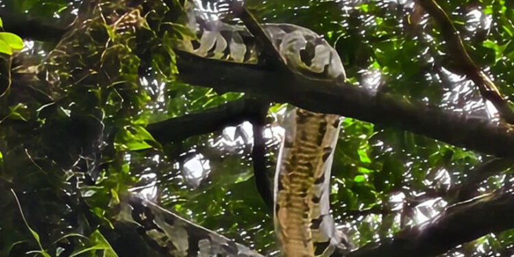 കൊച്ചി-നഗരമധ്യത്തിൽ-കൂറ്റൻ-പെരുമ്പാമ്പ്;-പിടികൂടാനുള്ള-ശ്രമം-തുടരുന്നു