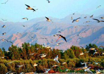 റാ​സ​ല്‍ഖൈ​മ;-വ​ന്യം,-സൗ​മ്യം,-ഉ​ല്ലാ​സം