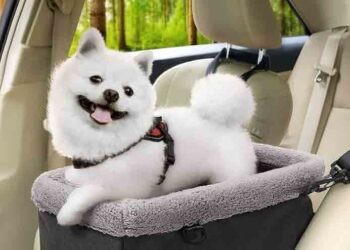 ഈ-നഗരത്തിൽ-നായ്-വളർത്താൻ-നികുതി-10,000-രൂപ!-നായുമായി-ചുറ്റിയടിക്കാൻ-ദിനേന-155-രൂപ-നൽകണം