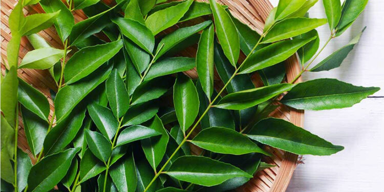 എല്ലാ-കറികളിലും-കറിവേപ്പില-ചേർക്കുന്നവരാണോ-നിങ്ങൾ?-എങ്കിൽ-ഇക്കാര്യങ്ങൾ-ഉറപ്പായും-അറിഞ്ഞ്-വെച്ചോളൂ…