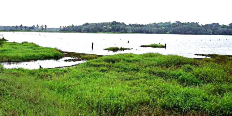 ശാസ്താംകോട്ടയുടെ-ടൂറിസം-ഹബ്ബാകാന്‍-ചേലൂര്‍-കായല്‍