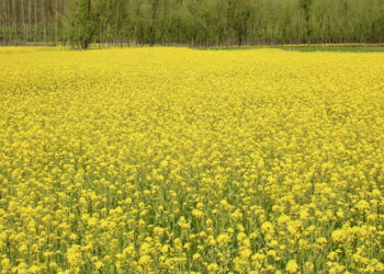 ബംഗാൾ-ഡയറി