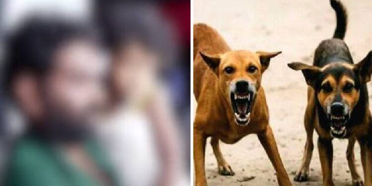 മൂന്നര-വയസുകാരിയുടെ-ചെവി-കടിച്ചെടുത്ത-തെരുവുനായക്ക്-പേ-വിഷബാധ-സ്ഥിരീകരിച്ചു