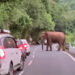 യാത്രക്കാരുടെ-ശ്രദ്ധക്ക്!-അതിരപ്പിള്ളി-മലക്കപ്പാറ-യാത്രയിൽ-ആനകളെ-പ്രകോപിപ്പിക്കാൻ-ശ്രമിച്ചാൽ-മുട്ടൻ-പണികിട്ടും-വനംവകുപ്പ്