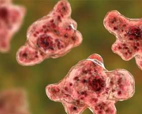 സംസ്ഥാനത്ത്-വീണ്ടും-അമീബിക്-മസ്തിഷ്ക-ജ്വരം;-ഉറവിടം-കണ്ടെത്താൻ-കഴിയാത്തത്-ആശങ്ക-സൃഷ്ടിക്കുന്നു,-രോഗം-സ്ഥിരീകരിച്ചത്-ഇടപ്പള്ളിയിൽ