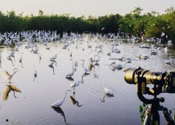 ടൂറിസം-സങ്കൽപ്പങ്ങൾ-മാറുന്നു;-പക്ഷി-നിരീക്ഷണത്തിന്-വിമാനം-കയറുന്നവരുടെ-എണ്ണം-വർധിച്ചു;-കൊച്ചിയും-കോയമ്പത്തൂരും-പട്ടികയിൽ