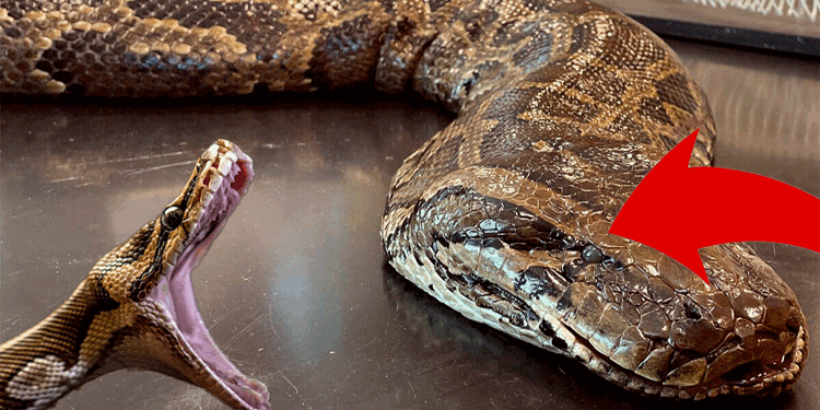 ലക്ഷക്കണക്കിന്-പെരുമ്പാമ്പുകളെ-കൊല്ലാൻ-കണ്ടെത്തിയ-വിചിത്ര-വഴി.!-അമേരിക്കൻ-പാമ്പുകളുടെ-‘ഹണി-ട്രാപ്’,-ഒരു-അവിശ്വസനീയ-കഥ