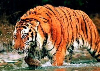 നാഗർഹോള,-ബന്ദിപ്പുർ-കടുവ-സംരക്ഷണ-കേന്ദ്രങ്ങളിലെ-സഫാരി-നിർത്തിവെക്കുന്നു-വനം-മന്ത്രി-ഈശ്വർ-ഖന്ദ്രെ