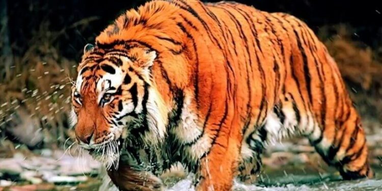 നാഗർഹോള,-ബന്ദിപ്പുർ-കടുവ-സംരക്ഷണ-കേന്ദ്രങ്ങളിലെ-സഫാരി-നിർത്തിവെക്കുന്നു-വനം-മന്ത്രി-ഈശ്വർ-ഖന്ദ്രെ