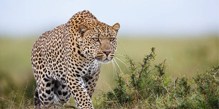 ജീവൻ-രക്ഷിക്കാൻ-പുതിയ-വഴി:-പുള്ളിപ്പുലിയെ-നേരിടാൻ-കഴുത്തിൽ-ആണികൾ-തറച്ച-ബെൽറ്റുമായി-ഗ്രാമീണർ!