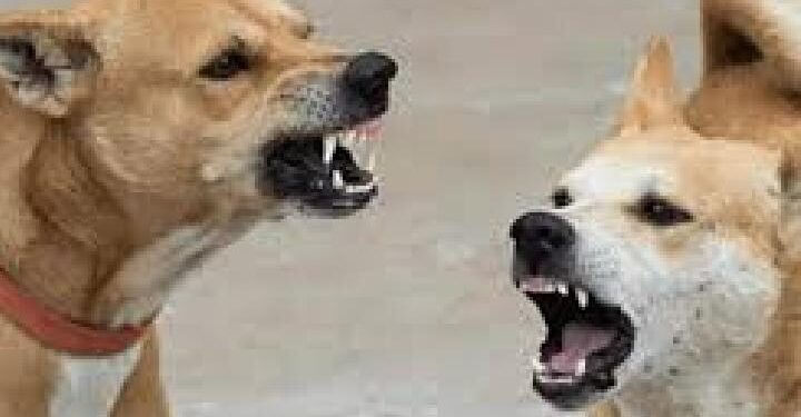 തിരുവല്ലയില്‍-എസ്‌ഐആര്‍-ഫോം-നല്‍കാന്‍-പോയി;-വളർത്തു-നായയുടെ-കടിയേറ്റ്-ബിഎൽഒ