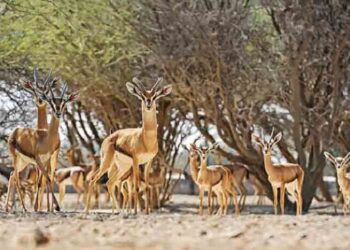 ദോ​ഫാ​റി​ൽ-പു​തി​യ-വ​ന്യ​ജീ​വി-ഉ​ദ്യാ​നം-സ്ഥാ​പി​ക്കും