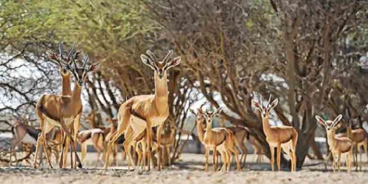 ദോ​ഫാ​റി​ൽ-പു​തി​യ-വ​ന്യ​ജീ​വി-ഉ​ദ്യാ​നം-സ്ഥാ​പി​ക്കും