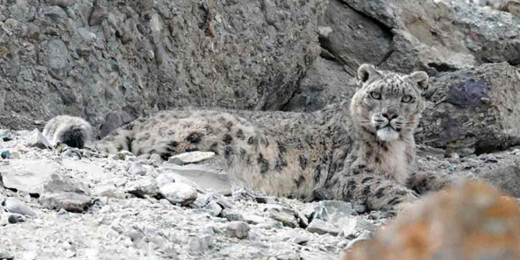 ഹിമവാന്റെ-മടിയിലെ-ഹിമപ്പുലിയെത്തേടി