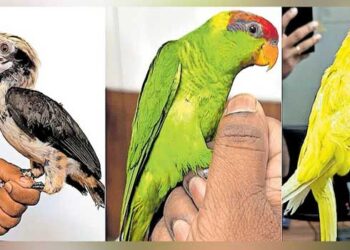 കസ്റ്റംസെത്തിയതെ-പക്ഷിക്കടത്ത്-സംഘം-സ്ഥിരം-നമ്പർ-പുറത്തെടുത്തു…-7-വയസുള്ള-കുട്ടിയുടെ-അനവസരത്തിലുള്ള-കരച്ചിൽ-ദമ്പതികൾ-വലയിൽ!!-പിടിയിലായവരുടെ-ബാ​ഗിൽ-ലക്ഷങ്ങൾ-വിലമതിക്കുന്ന-തത്തകളുൾപ്പെടെ-11-പക്ഷികൾ,-മയങ്ങാനുള്ള-മരുന്നുകൾ-നൽകിയിരിക്കാമെന്ന്-കസ്റ്റംസ്