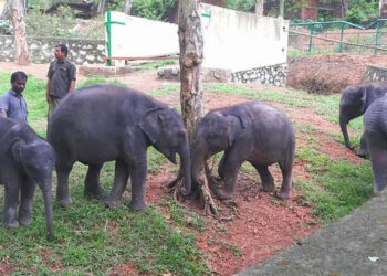 കോട്ടൂരിലെ-കുട്ടിക്കുറുമ്പന്മാർ…