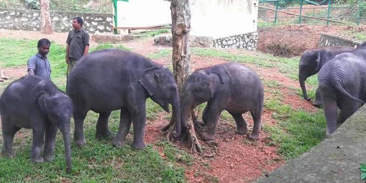 കോട്ടൂരിലെ-കുട്ടിക്കുറുമ്പന്മാർ…