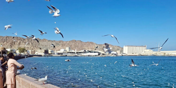 തണുപ്പുകാലം-വരികയായ്…-മത്രയിലേക്ക്-സഞ്ചാരികളും-സഞ്ചാരിപ്പറവകളുമെത്തി