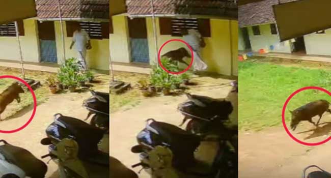 ഓഫീസിലേക്ക്-കോളേജ്-വരാന്തയിലൂടെ-നടന്നു-വരികയായിരുന്ന-അധ്യാപകനു-നേരെ-പാഞ്ഞടുത്ത്-കാട്ടുപന്നി,-പൊടുന്നനെ-ഒഴിഞ്ഞുമാറിയപ്പോൾ-ബാലൻസ്-കിട്ടാതെ-പന്നി-ചെന്നിടിച്ചത്-ക്ലാസിന്റെ-ചുമരിൽ,-വിദ്യാർഥികളാരും-പുറത്തില്ലാത്തതിനാൽ-ഒഴിവായത്-വൻ-അപകടം