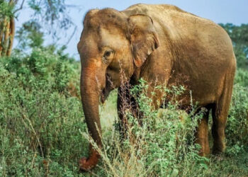 വെടിവച്ച്-പരിക്കേല്‍പ്പിച്ചതിന്-പിന്നാലെ-വാലിന്-തീ-കൊളുത്തി,-കാട്ടാനയെ-ജീവനോടെ-തീകൊളുത്തിക്കൊന്ന-മൂന്നുപേര്‍-അറസ്റ്റില്‍