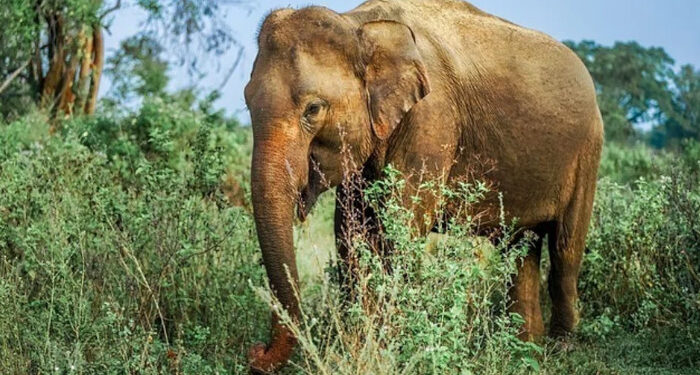 വെടിവച്ച്-പരിക്കേല്‍പ്പിച്ചതിന്-പിന്നാലെ-വാലിന്-തീ-കൊളുത്തി,-കാട്ടാനയെ-ജീവനോടെ-തീകൊളുത്തിക്കൊന്ന-മൂന്നുപേര്‍-അറസ്റ്റില്‍