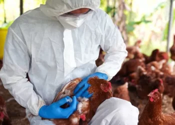 പക്ഷിപ്പനി,-അതീവ-ജാഗ്രത-പാലിക്കണമെന്ന്-ആരോഗ്യവകുപ്പ്;-പച്ചമാംസം-കൈകാര്യം-ചെയ്യുന്നവർക്ക്-കർശന-നിർദ്ദേശം