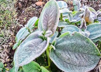 മഞ്ഞിൻ-കുളിരിൽ-ഇടുക്കി