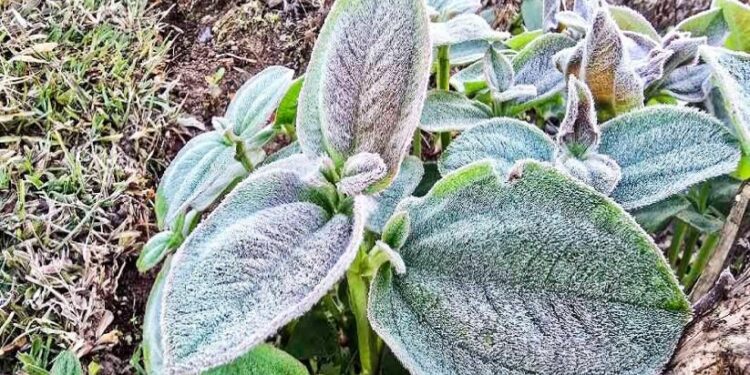 മഞ്ഞിൻ-കുളിരിൽ-ഇടുക്കി