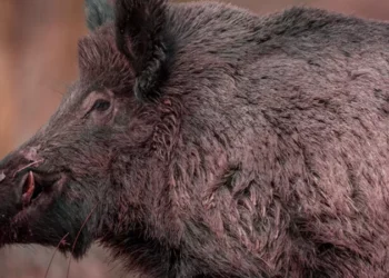 വനംവകുപ്പ്-ഉദ്യോഗസ്ഥനെ-കുത്തിമറിച്ചിട്ട്-കാട്ടുപന്നി;-രക്ഷാപ്രവർത്തനത്തിനിടെ-സംഭവിച്ചത്-നടുക്കുന്ന-ദൃശ്യങ്ങൾ