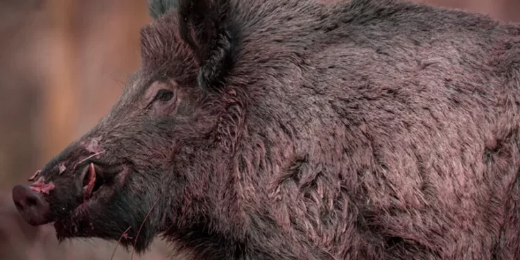 വനംവകുപ്പ്-ഉദ്യോഗസ്ഥനെ-കുത്തിമറിച്ചിട്ട്-കാട്ടുപന്നി;-രക്ഷാപ്രവർത്തനത്തിനിടെ-സംഭവിച്ചത്-നടുക്കുന്ന-ദൃശ്യങ്ങൾ