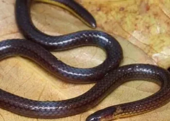 ഇന്ത്യയിൽ-പുതിയ-അതിഥി;-മിസോറാമിൽ-നിന്നും-വിഷമില്ലാത്ത-പുതിയ-ഇനം-പാമ്പിനെ-കണ്ടെത്തി