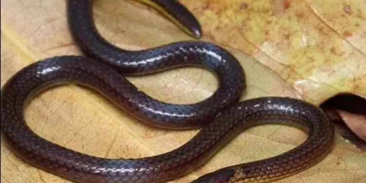 ഇന്ത്യയിൽ-പുതിയ-അതിഥി;-മിസോറാമിൽ-നിന്നും-വിഷമില്ലാത്ത-പുതിയ-ഇനം-പാമ്പിനെ-കണ്ടെത്തി