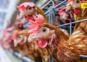 എന്താണ്-പക്ഷിപ്പനി,-എന്തുകൊണ്ട്-അടിക്കടി-കേരളത്തില്‍,-കൂട്ടത്തോടെ-കൊല്ലുന്നതെന്തിന്?-;-അറിയാം-ഒറ്റവായനയില്‍