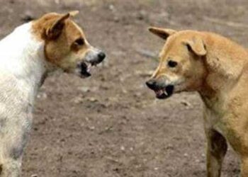 മദ്രസ-കഴിഞ്ഞെത്തിയ-പെൺകുട്ടിക്ക്-നേരെ-തെരുവുനായ-പാഞ്ഞടുത്തു,-കുട്ടിയെ-രക്ഷിക്കാൻ-ശ്രമിച്ച-നിർമാണ-തൊഴിലാളിയെ-നായ-കടിച്ചുകീടി,-നായയിൽ-നിന്ന്-രക്ഷപെടുന്നതിനിടെ-ഓടയിൽ-വീണ-സുരേഷിനെ-അവിടെയിട്ട്-നായ-ആക്രമിച്ചു,-സമീപത്തുള്ളവർ-അടിച്ചോടിക്കാൻ-നോക്കിയിട്ടും-കയ്യിലെ-കടി-വിടാതെ-നായ,-ശരീരത്തിൽ-പതിനഞ്ചോളം-മുറിവുകൾ