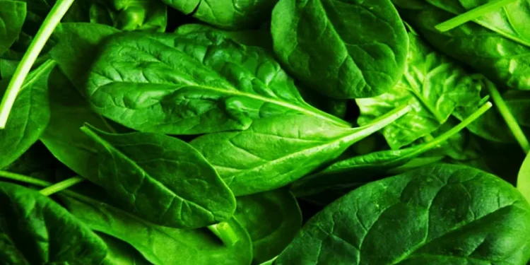 ശരീരത്തിന്-വേണം-പൊട്ടാസ്യം;-പോഷകസമൃദ്ധമായ-ഈ-പച്ചക്കറികൾ-മറക്കാതെ-കഴിക്കൂ