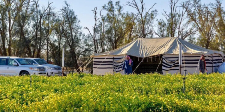 മ​രു​ഭൂ​മി​യി​ലെ-ഹ​രി​ത-വി​സ്മ​യം;-സ​ന്ദ​ർ​ശ​ക​രു​ടെ-മ​നം-ക​വ​ർ​ന്ന്-റ​ഫ​യി​ലെ-‘വൈ​ൽ​ഡ്-പ്ലാ​ൻ​റ്​-റി​സ​ർ​വ്’