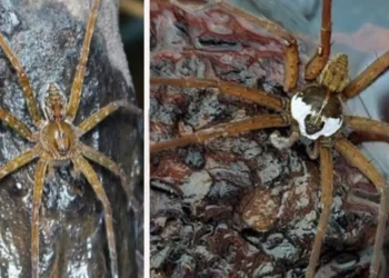 മീൻപിടിക്കാൻ-വല-വേണ്ട;-വയനാട്ടിൽ-ഇന്ത്യയിലെ-ആദ്യ-‘ഫിഷിങ്-സ്പൈഡറിനെ’-കണ്ടെത്തി