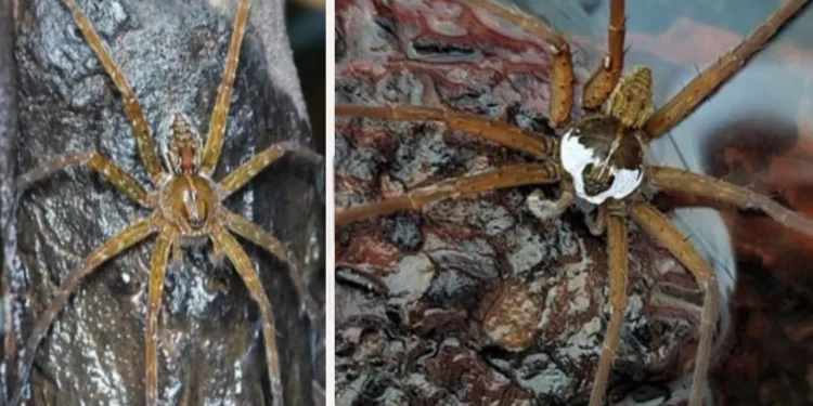 മീൻപിടിക്കാൻ-വല-വേണ്ട;-വയനാട്ടിൽ-ഇന്ത്യയിലെ-ആദ്യ-‘ഫിഷിങ്-സ്പൈഡറിനെ’-കണ്ടെത്തി