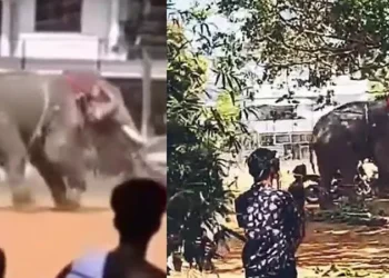 ആനയിടഞ്ഞു;-പിങ്ക്-പൊലീസിന്റെ-കാർ-കൊമ്പിലുയർത്തി-കുത്തിമറിച്ചു