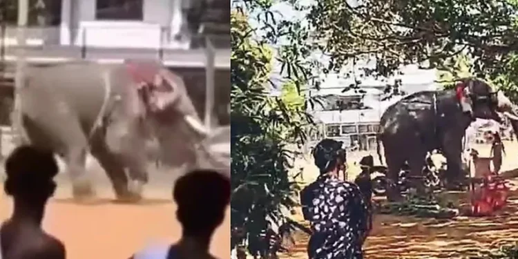 ആനയിടഞ്ഞു;-പിങ്ക്-പൊലീസിന്റെ-കാർ-കൊമ്പിലുയർത്തി-കുത്തിമറിച്ചു